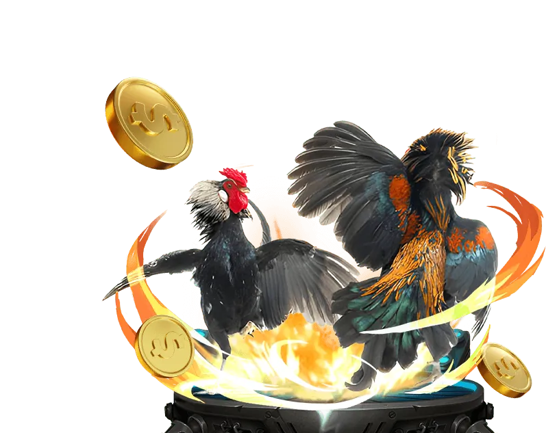 Tổng quan về sảnh đá gà trực tiếp tại kangenk8 với nhiều trận đấu hấp dẫn